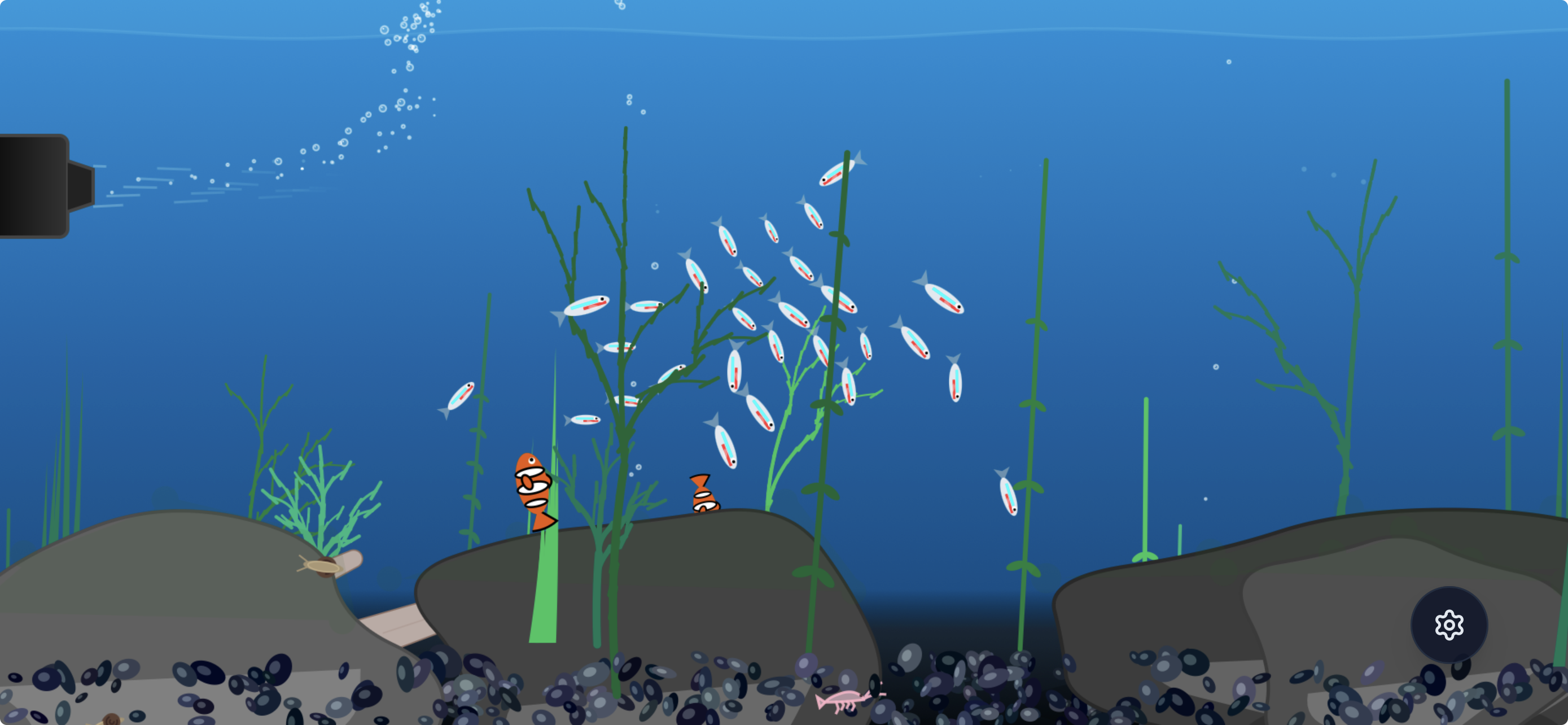 Boids in the Aquarium